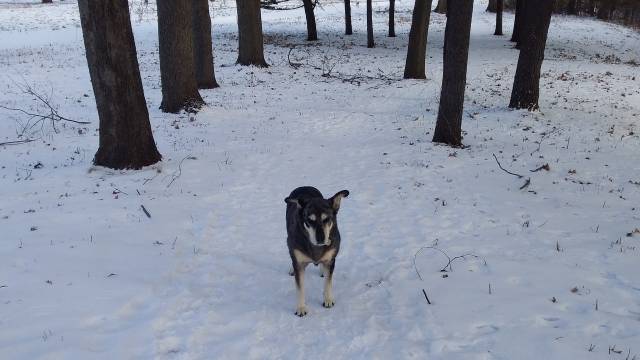 Merrygold In The Snow