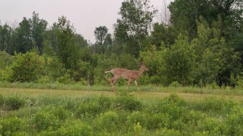 The deer