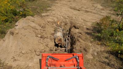 The last of the stumps to go in to the ground for now